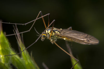 Green tipulidae posing on leaf with dark background macrophotography
