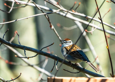 Close-up of bird perching on branch