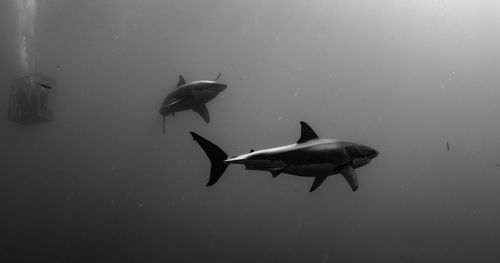 View of fish swimming in sea