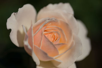 Close-up of white rose against black background