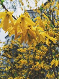 Close up of yellow flowers