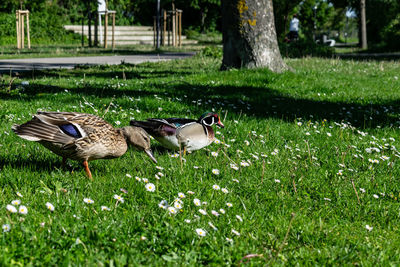 View of birds on field