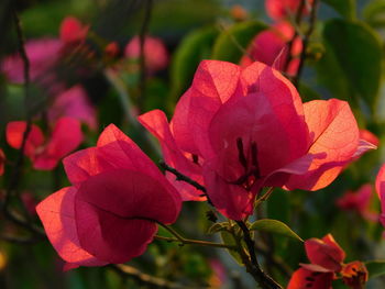 Close-up of red flowers blooming outdoors