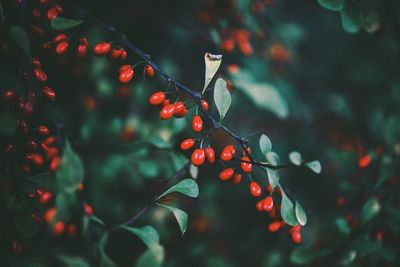 Close-up of red berries