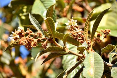 Close-up of flowering plant