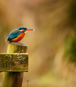 Kingfisher perching outdoors