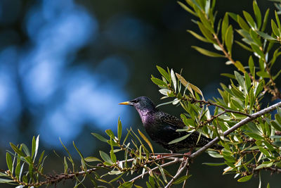 Close-up of bird perching on leaf