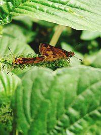 Close-up of butterfly on leaf