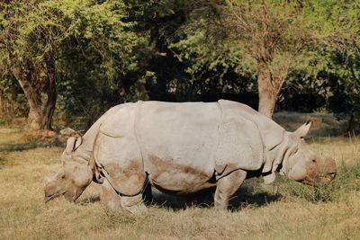 Side view of rhinoceros standing on grassy field in forest