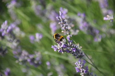 Close-up of bumblebee on purple flower