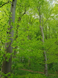 Trees in forest