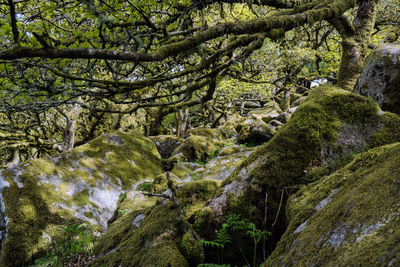 Trees growing in forest