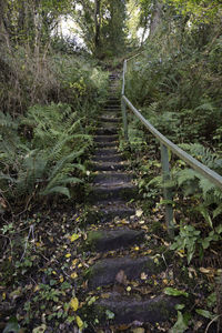 Footpath amidst trees in forest