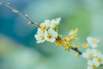 Close-up of cherry blossoms in spring