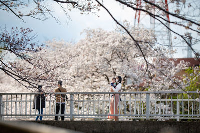 Cherry blossom tree against sky