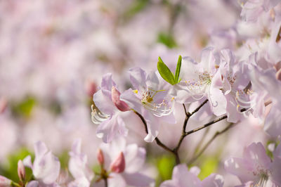 Close-up of flowers on branch