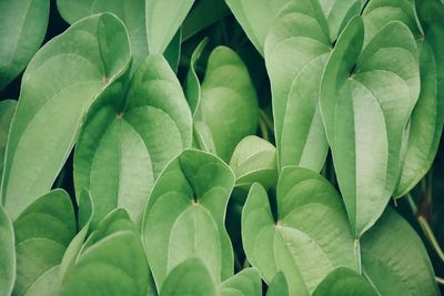 Full frame shot of green leaves