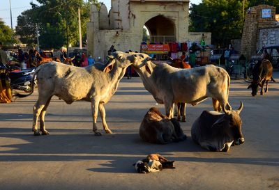 Horses on street in city