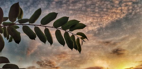 Low angle view of leaves against sky at sunset