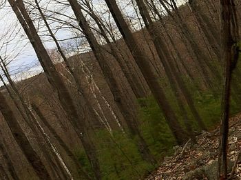 Trees in the forest