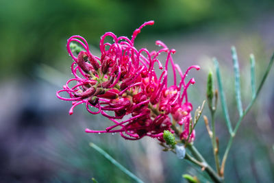 Close-up of purple flowering plant