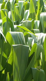 Full frame shot of fresh green leaves