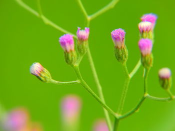 Close-up of pink flowering plant