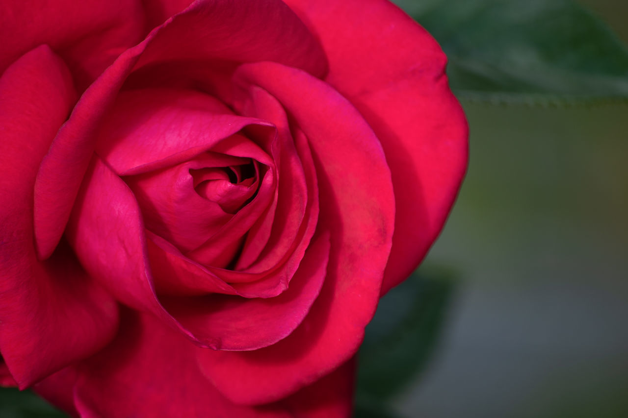CLOSE-UP OF RED ROSE FLOWER