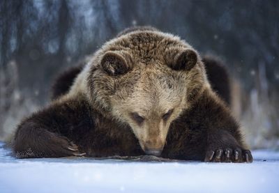 Portrait of a dog in snow