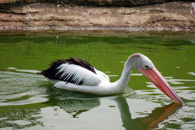 Side view of a pelican in lake