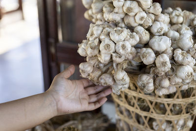 Selective focus large bunch of garlic in the saplings of agricultural gardeners in thailand