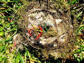 High angle view of bird in nest