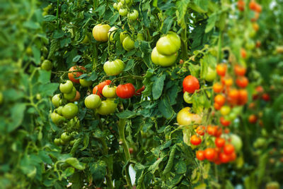 Close-up of tomatoes growing on plant