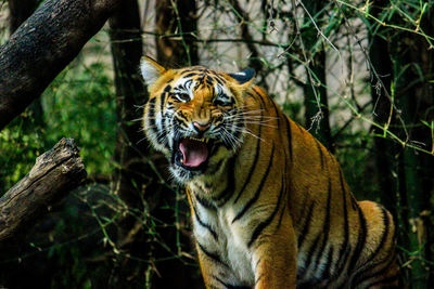 Close-up of a cat in a forest