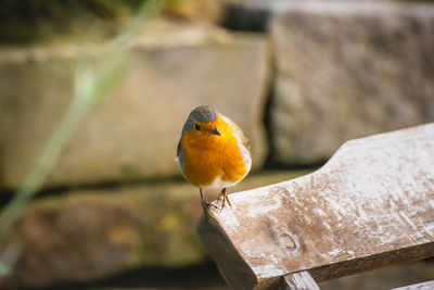 Close-up a robin on a deskchair