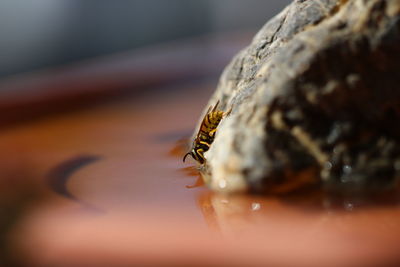 Close-up of bee on wood