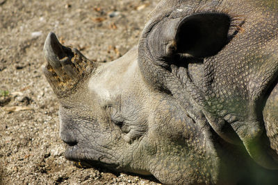 Close-up of animal lying on field