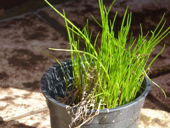 Close-up of plants growing on field