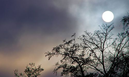 Low angle view of trees against sky