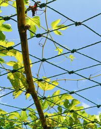 Low angle view of plant against clear sky