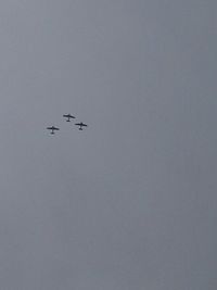 Low angle view of bird flying in sky