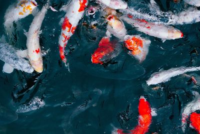 High angle view of fish swimming in water