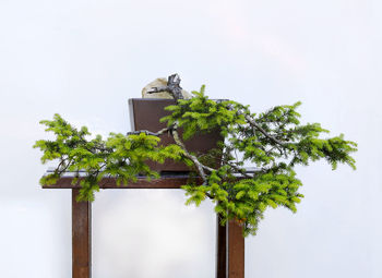 Low angle view of bird perching on potted plant