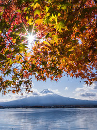 Tree by lake against sky during autumn