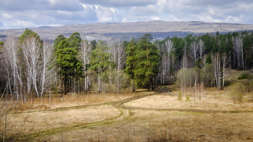 Panoramic shot of trees on field against sky
