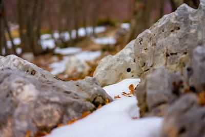 Close-up of snow on rock