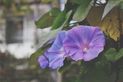 Close-up of purple flowering plant