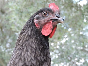 Close-up of a bird looking away