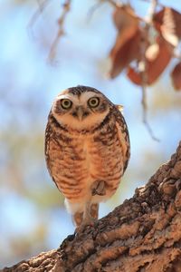 Close-up of owl perching on branch