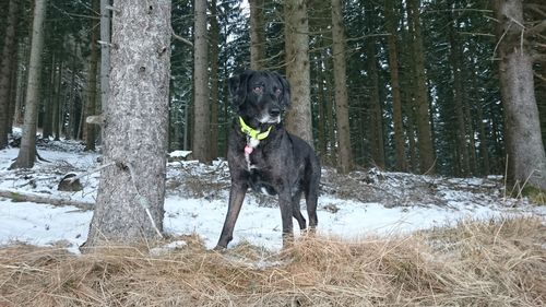 Dog at forest during winter